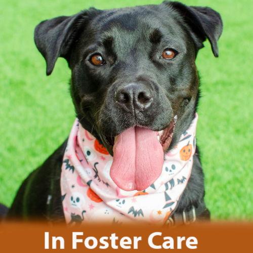 Enlarge Jan, a Adoptable mixed breed in Burlingame, CA image 3/3