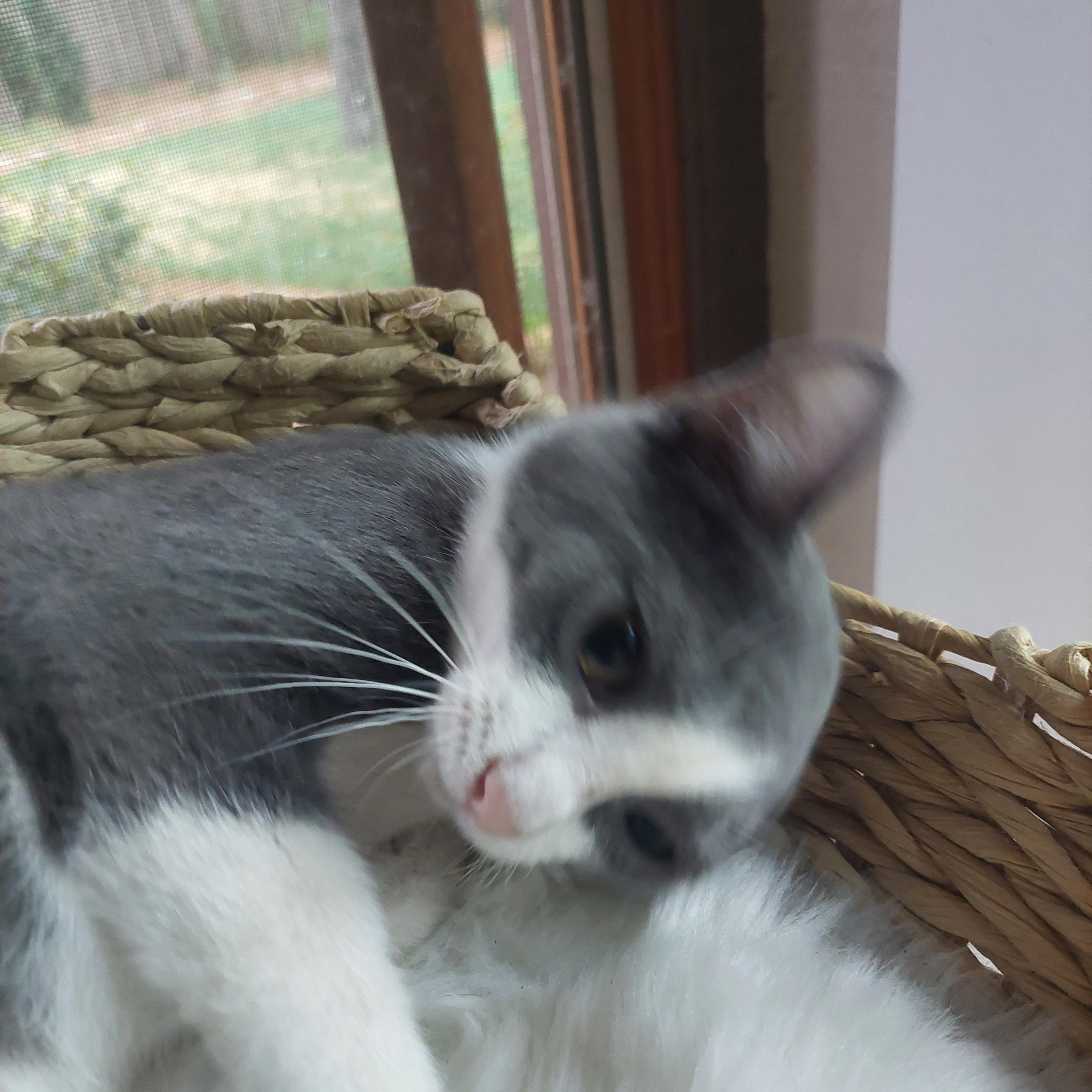 Dewey, a ADOPTABLE Domestic Short Hair in Menasha, WI image 2/3
