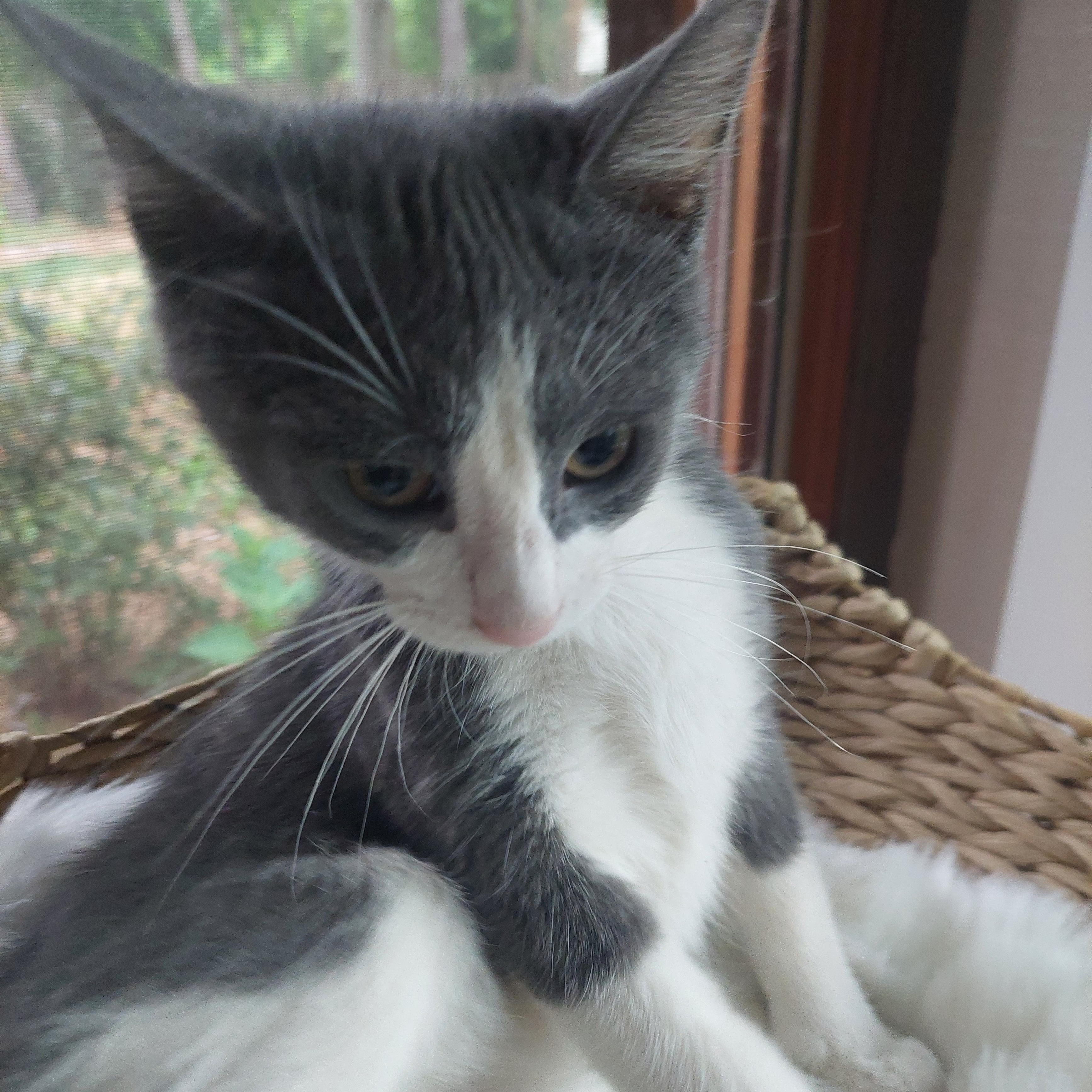 Dewey, ADOPTABLE, Kitten Male Domestic Short Hair.