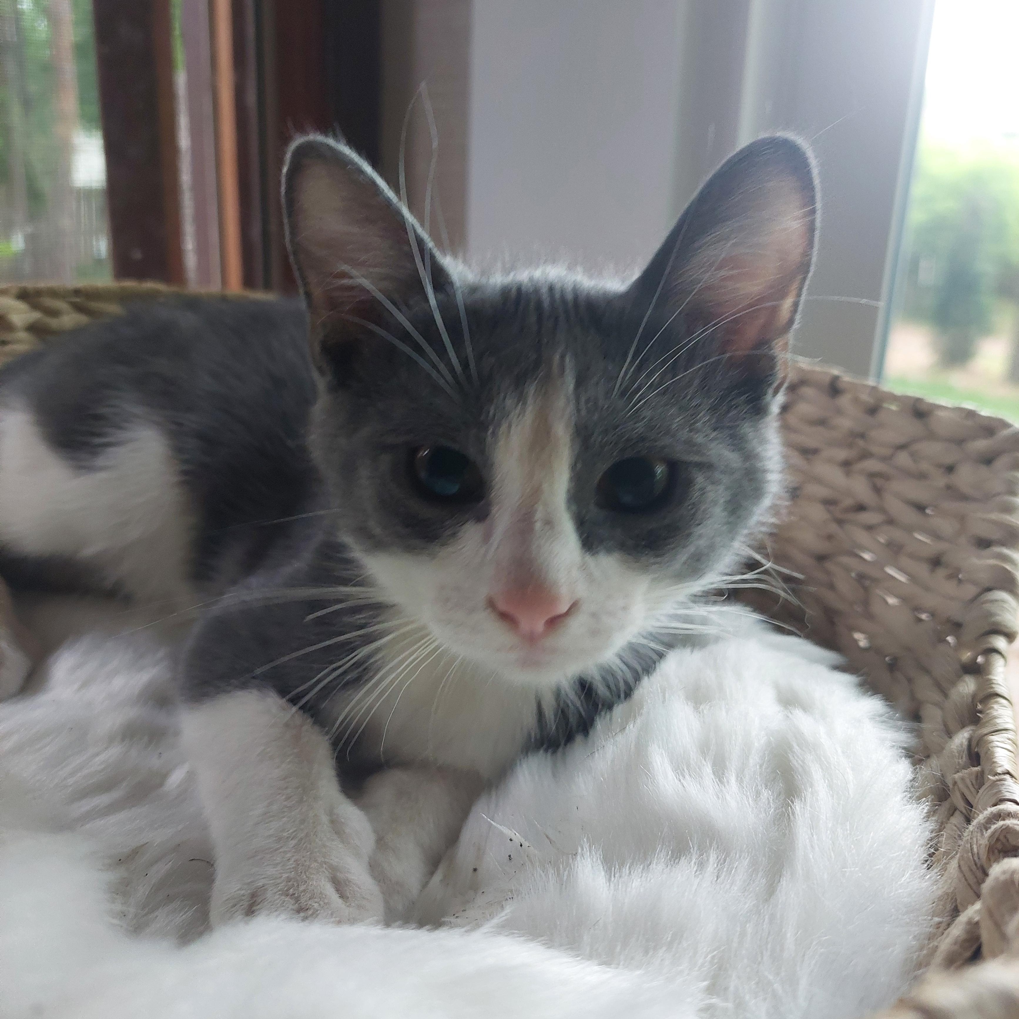 Dewey, a ADOPTABLE Domestic Short Hair in Menasha, WI image 3/3