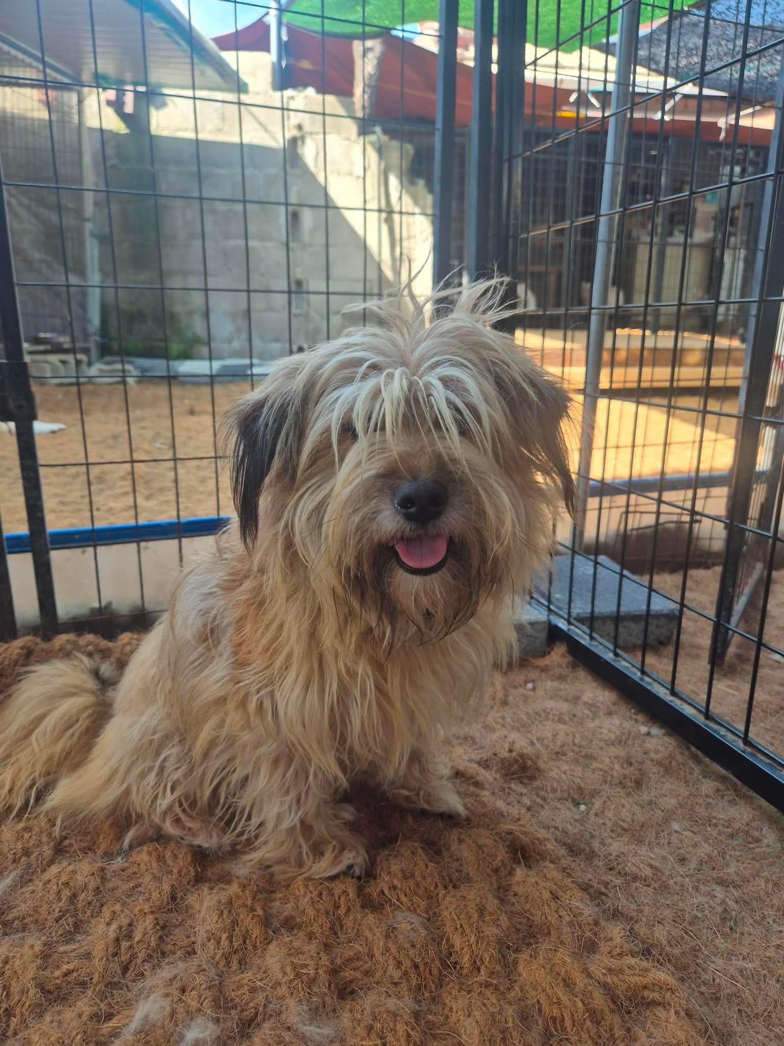 Enlarge SUNHO, a Adoptable mixed breed in Agoura Hills, CA image 1/3