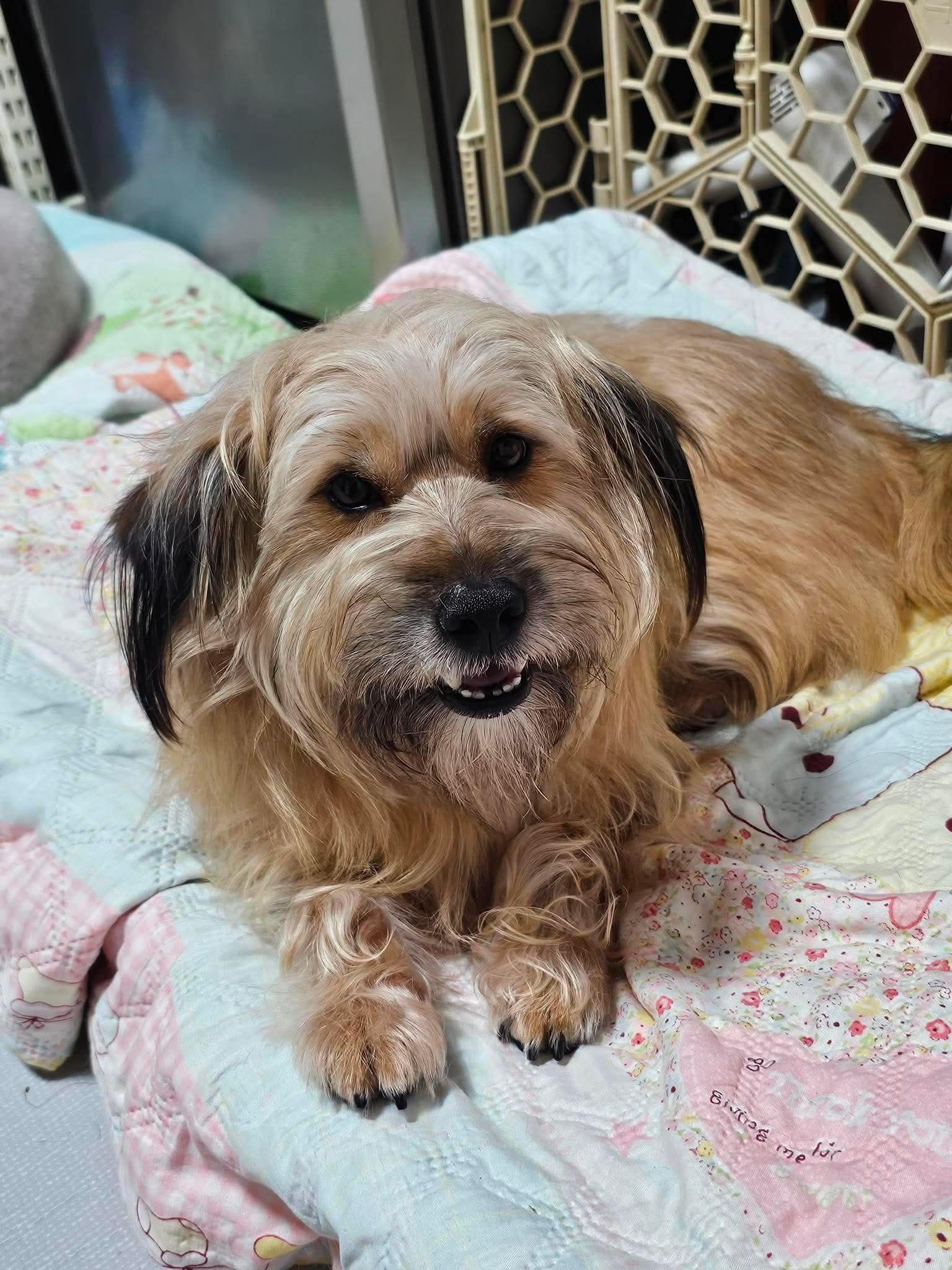 Enlarge SUNHO, a Adoptable mixed breed in Agoura Hills, CA image 2/3