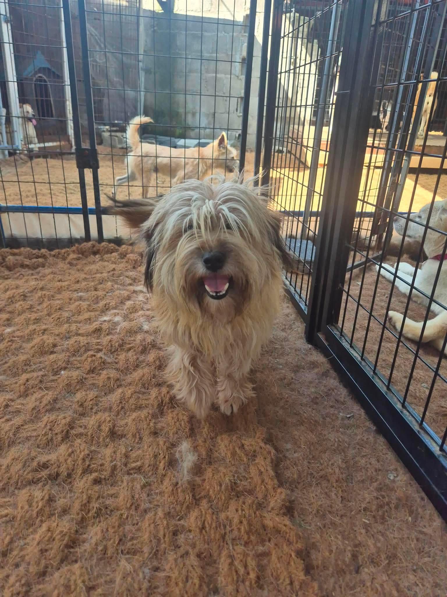 Enlarge SUNHO, a Adoptable mixed breed in Agoura Hills, CA image 3/3