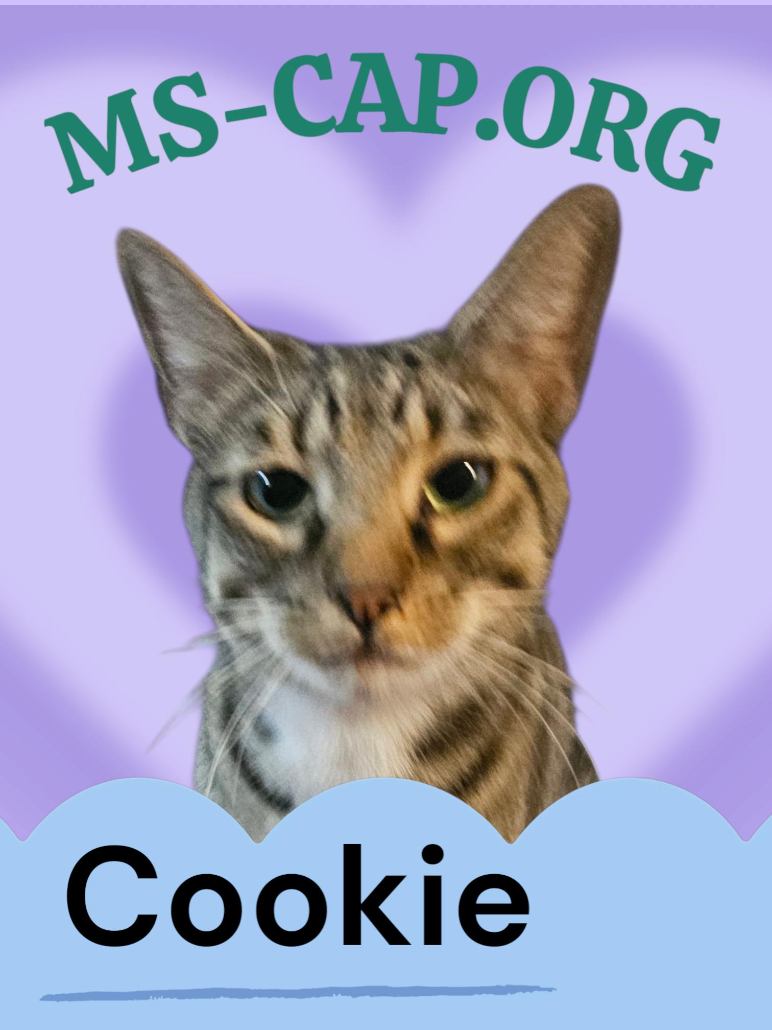 Sugar Cookie, Adoptable, Young Female Tabby.