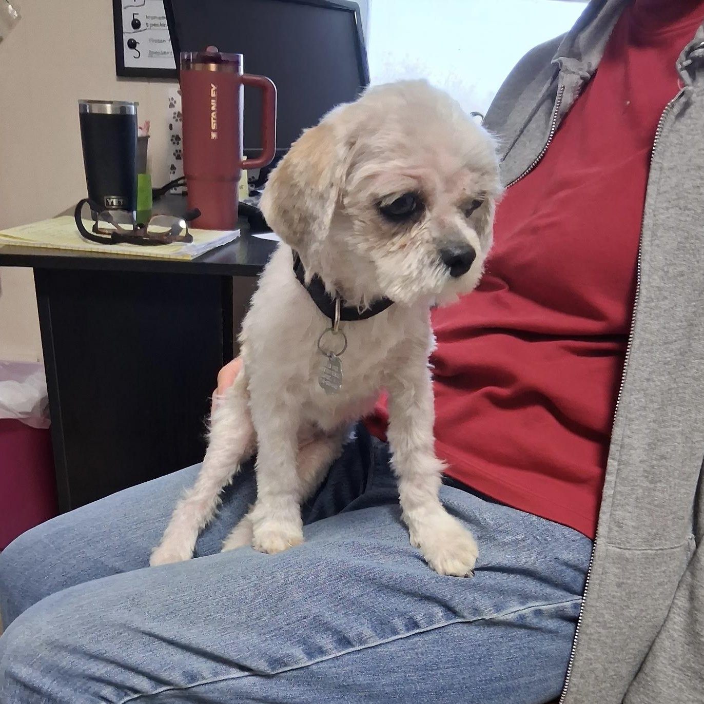 Enlarge Reba, a Adopted mixed breed in Oxford, MI image 1/3