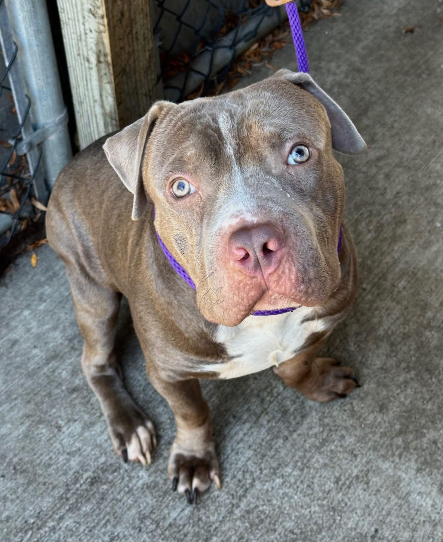 Enlarge Cracker Jack, a Adopted American Staffordshire Terrier in Wheaton, IL image 2/6