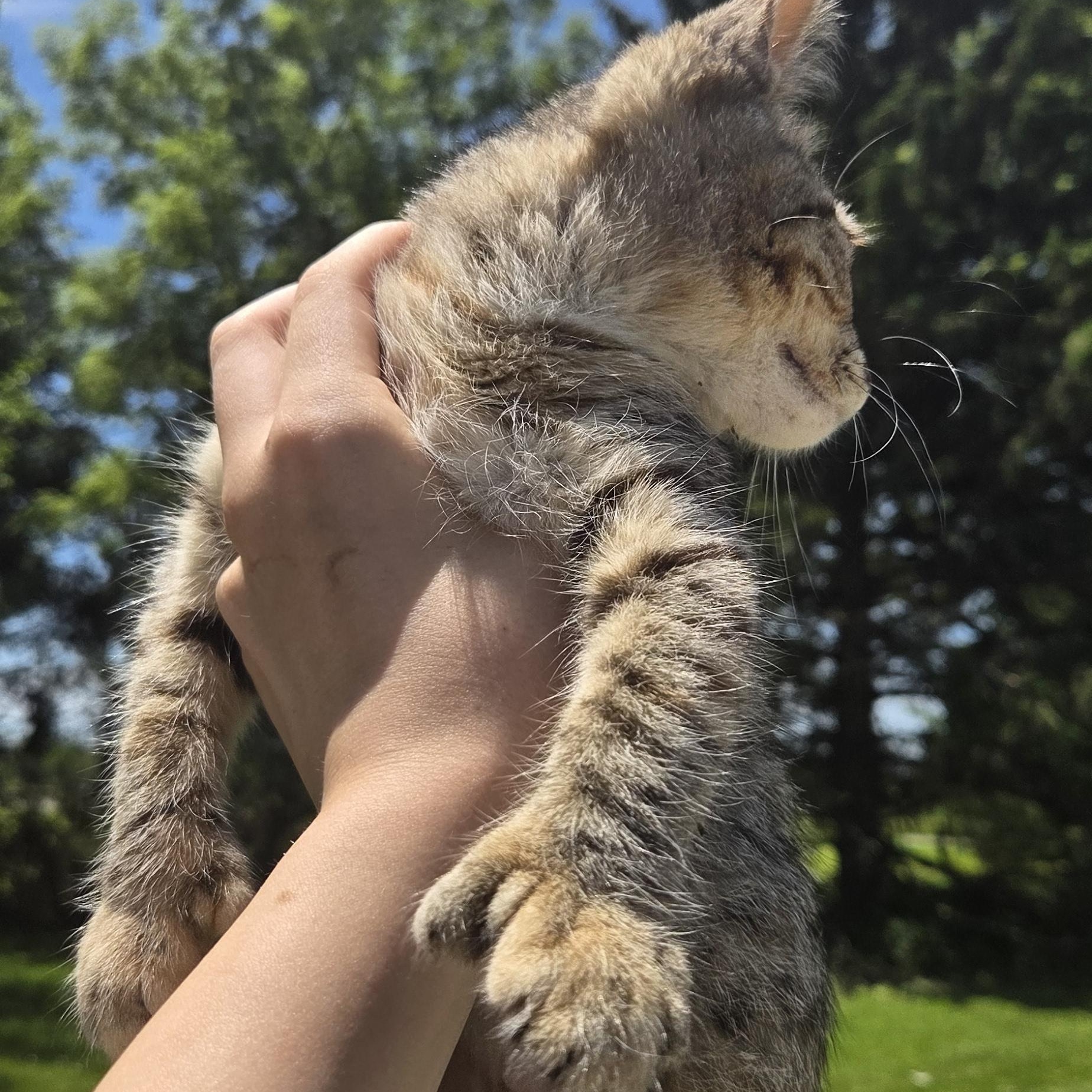 Enlarge Chanel, a ADOPTABLE Tiger in Muncie, IN image 1/4