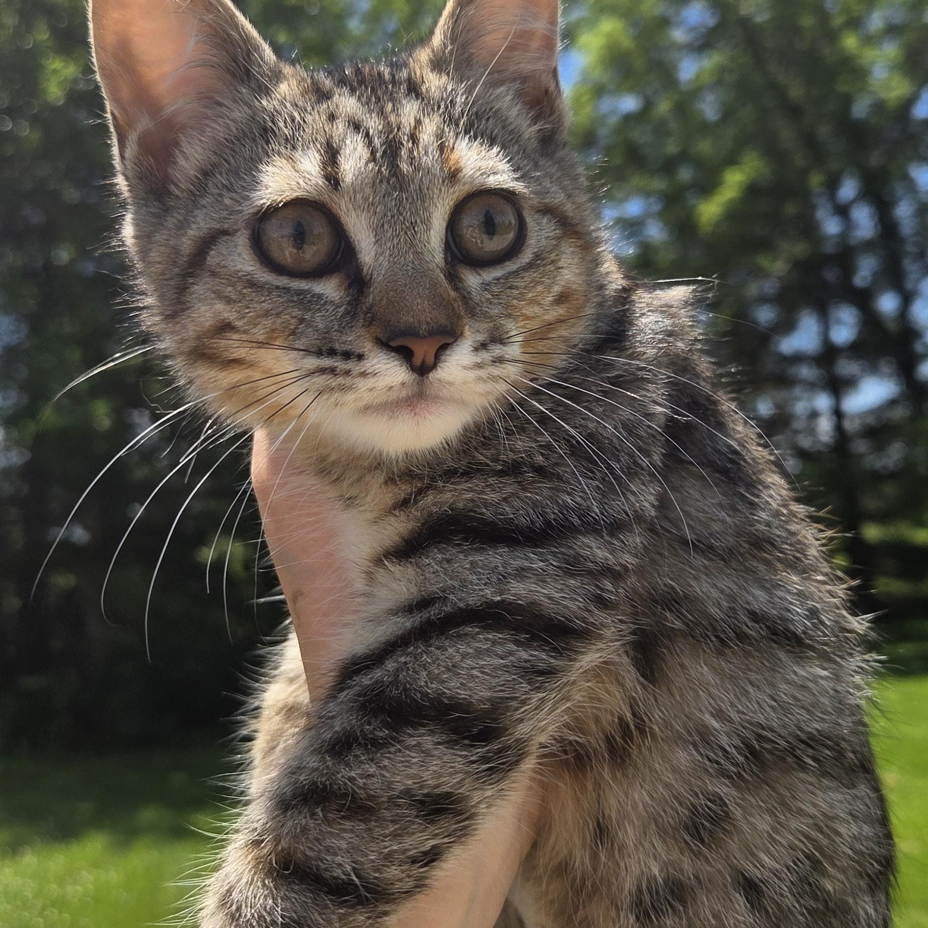 Enlarge Chanel, a ADOPTABLE Tiger in Muncie, IN image 2/4