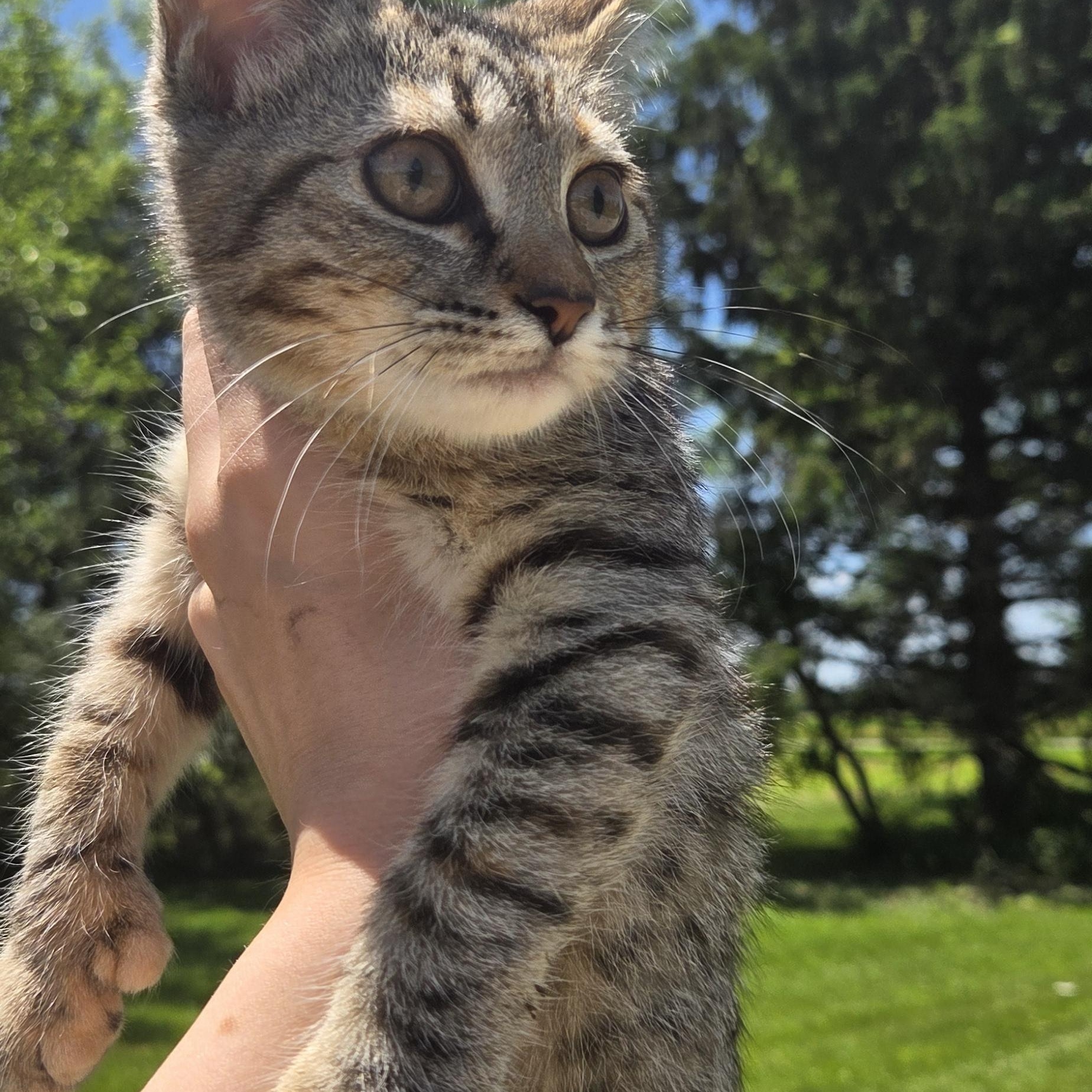 Enlarge Chanel, a ADOPTABLE Tiger in Muncie, IN image 4/4
