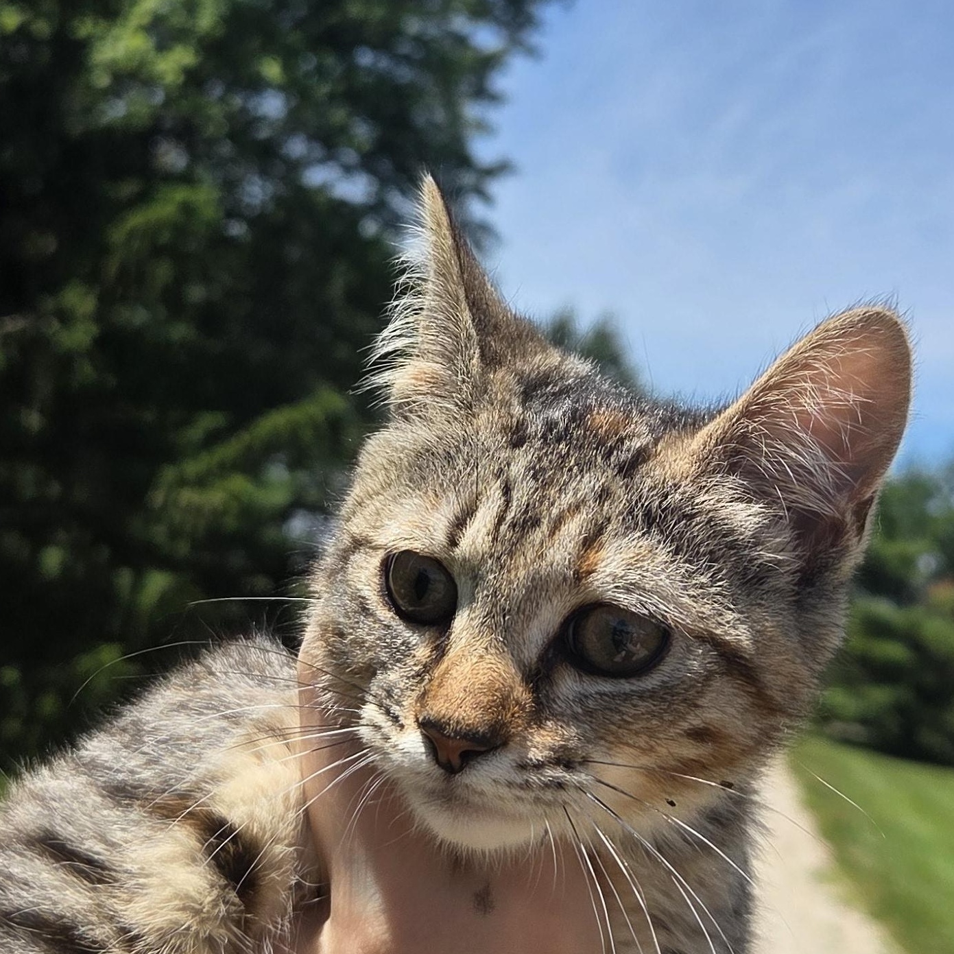 Enlarge Chanel, a ADOPTABLE Tiger in Muncie, IN image 3/4