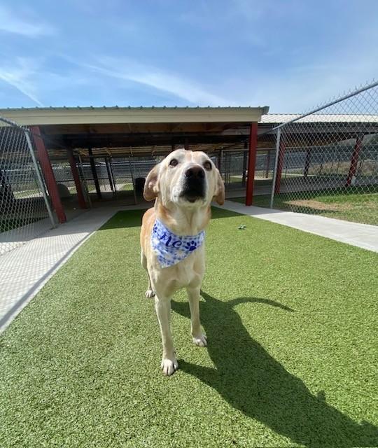 Enlarge Duke , a ADOPTABLE Labrador Retriever in Fayetteville, AR image 2/5