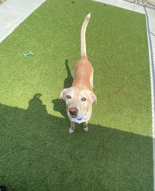 Enlarge Duke , a ADOPTABLE Labrador Retriever in Fayetteville, AR image 4/5