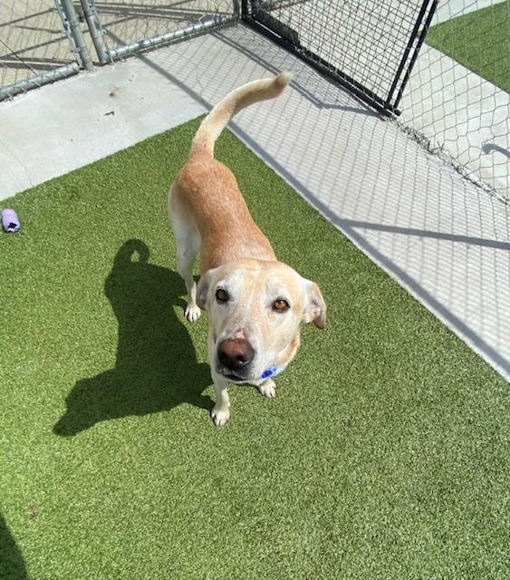 Enlarge Duke , a ADOPTABLE Labrador Retriever in Fayetteville, AR image 5/5
