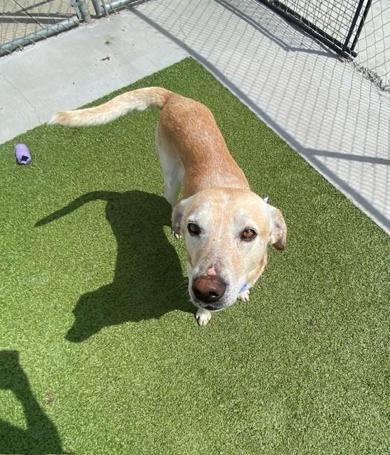 Duke , ADOPTABLE, Adult Male Labrador Retriever.