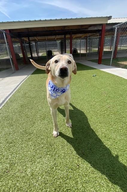 Enlarge Duke , a ADOPTABLE Labrador Retriever in Fayetteville, AR image 3/5