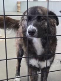 Enlarge Loki, a ADOPTABLE mixed breed in Kellogg, ID image 1/5