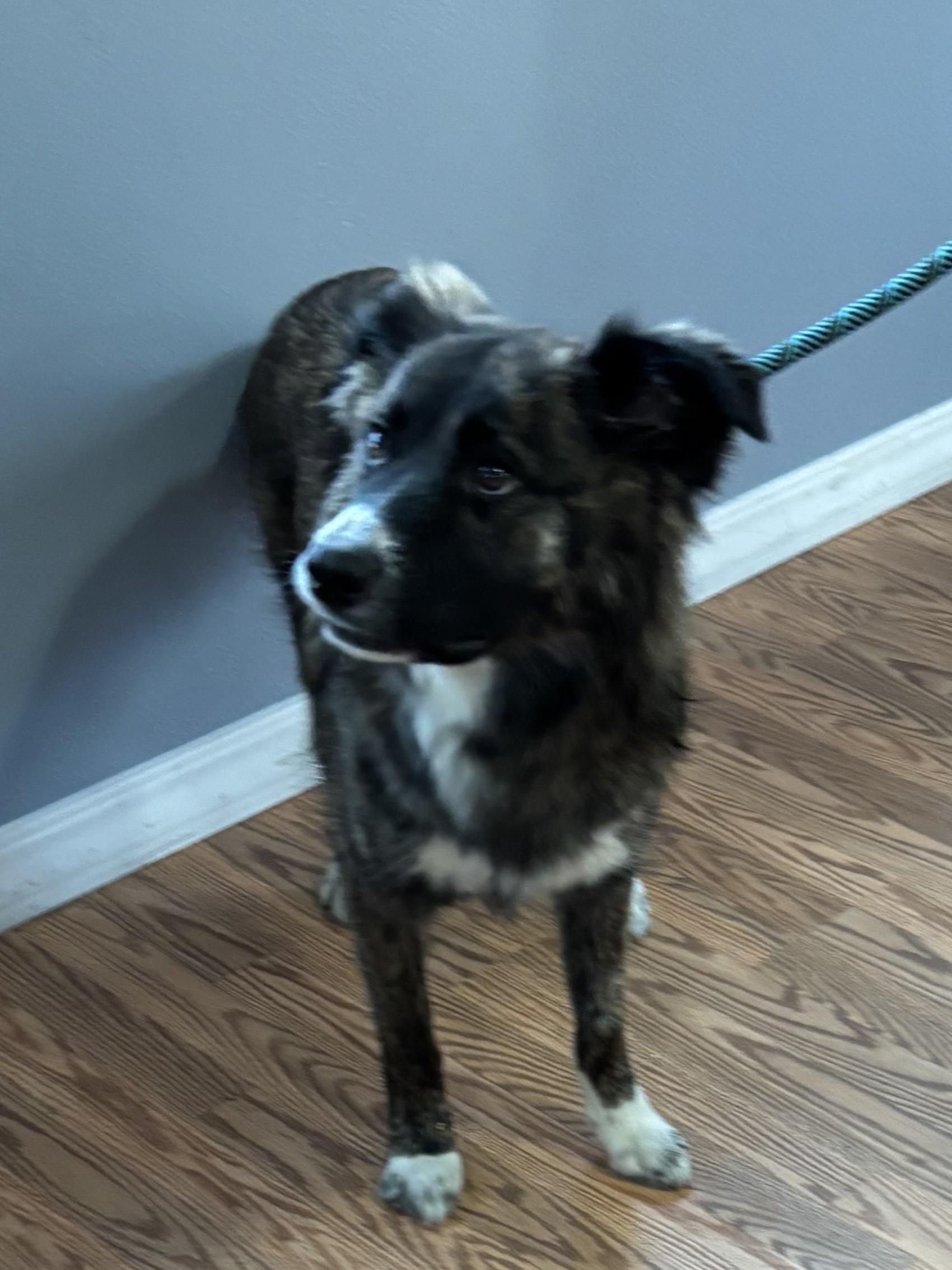 Enlarge Loki, a ADOPTABLE mixed breed in Kellogg, ID image 3/5