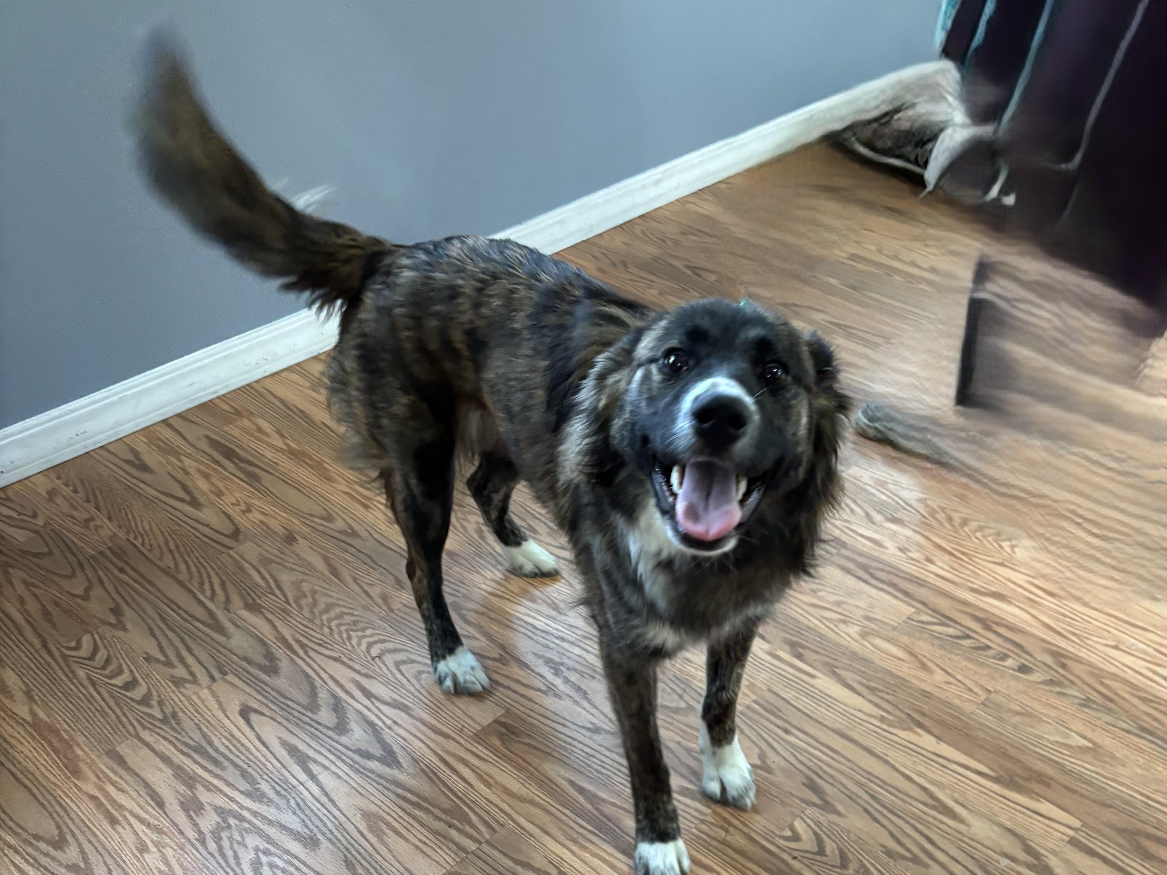 Enlarge Loki, a ADOPTABLE mixed breed in Kellogg, ID image 5/5