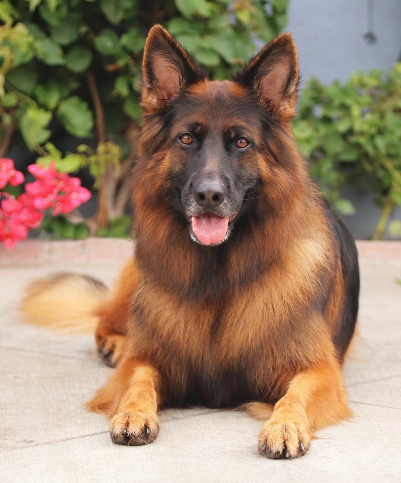 Enlarge Ranger von Raisdorf, an adoptable German Shepherd Dog in Los Angeles, CA image 3/6