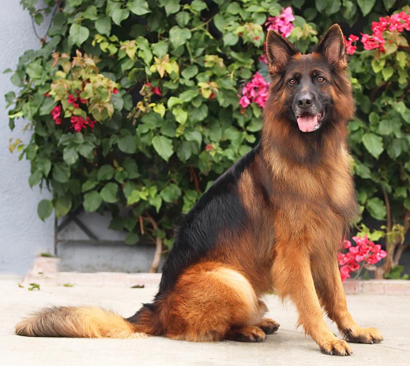 Enlarge Ranger von Raisdorf, an adoptable German Shepherd Dog in Los Angeles, CA image 4/6