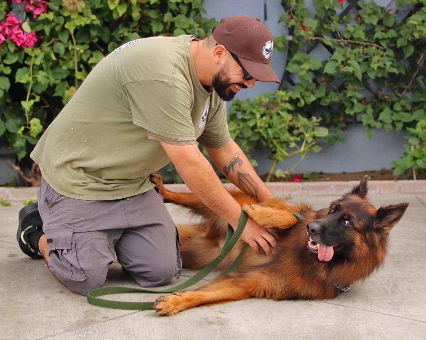 Enlarge Ranger von Raisdorf, an adoptable German Shepherd Dog in Los Angeles, CA image 2/6