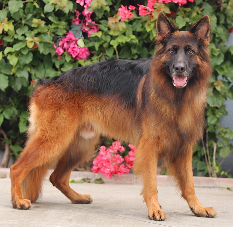 Enlarge Ranger von Raisdorf, an adoptable German Shepherd Dog in Los Angeles, CA image 6/6