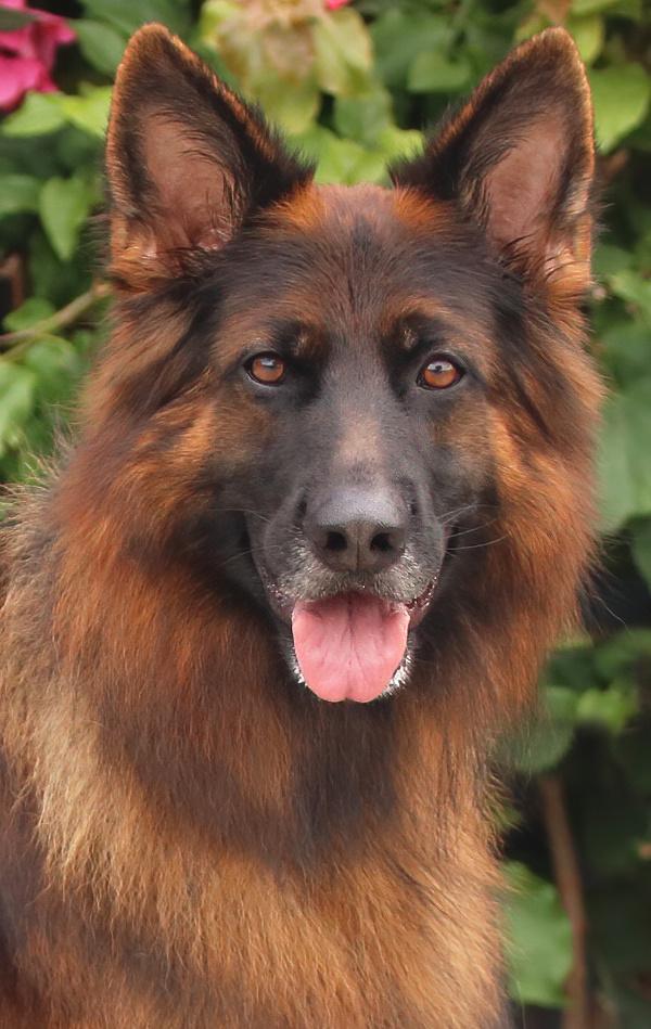 Ranger von Raisdorf, adoptable, Young Male German Shepherd Dog.