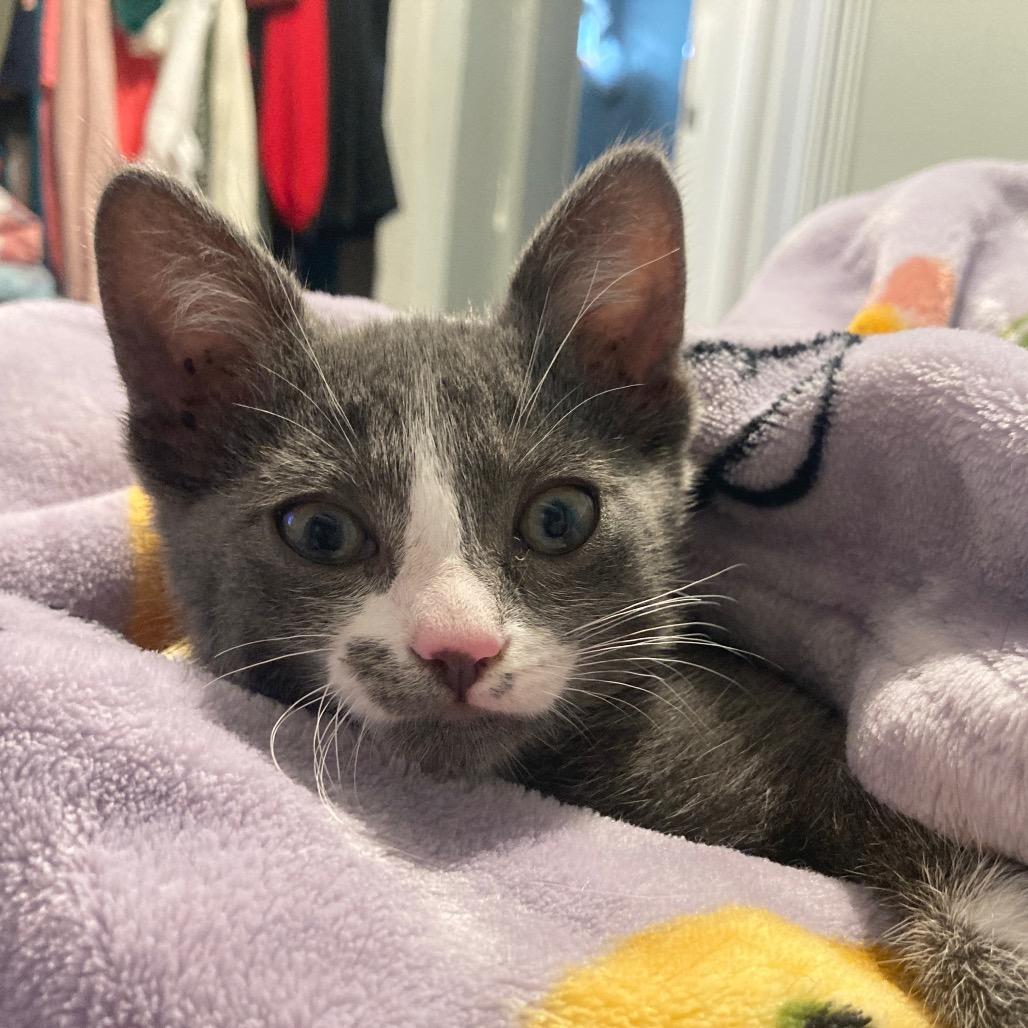 Enlarge Mercedes, a Adopted Domestic Short Hair in Fresno, CA image 2/6