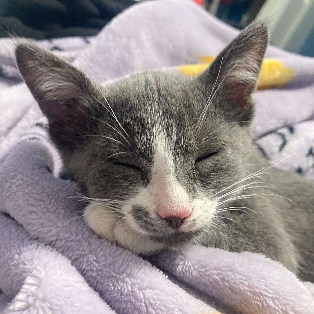 Enlarge Mercedes, a Adopted Domestic Short Hair in Fresno, CA image 3/6