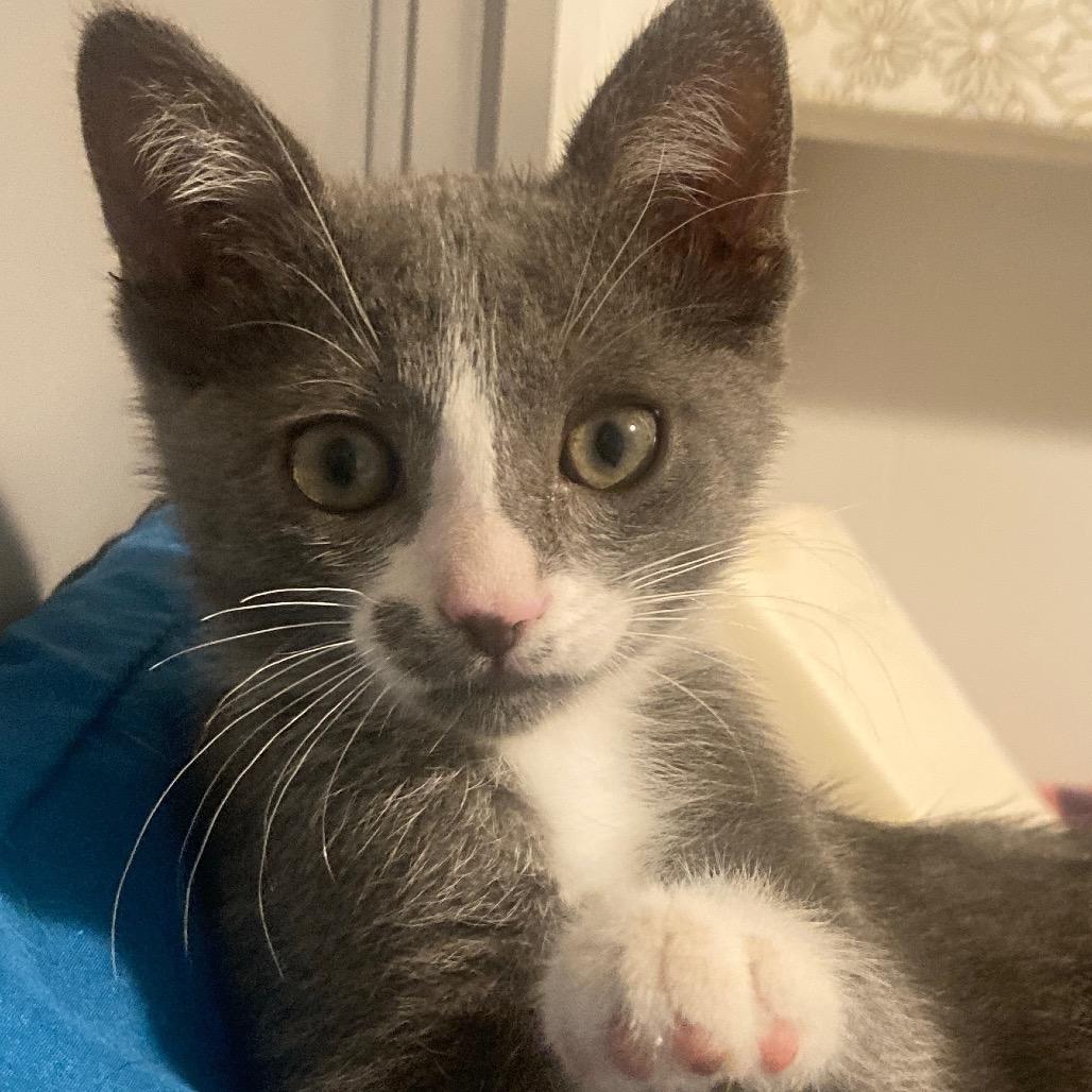 Enlarge Mercedes, a Adopted Domestic Short Hair in Fresno, CA image 4/6