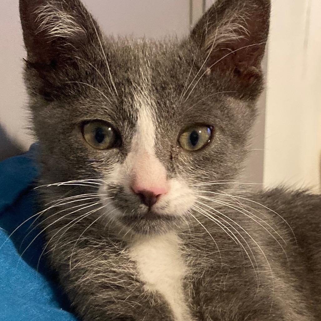 Enlarge Mercedes, a Adopted Domestic Short Hair in Fresno, CA image 5/6