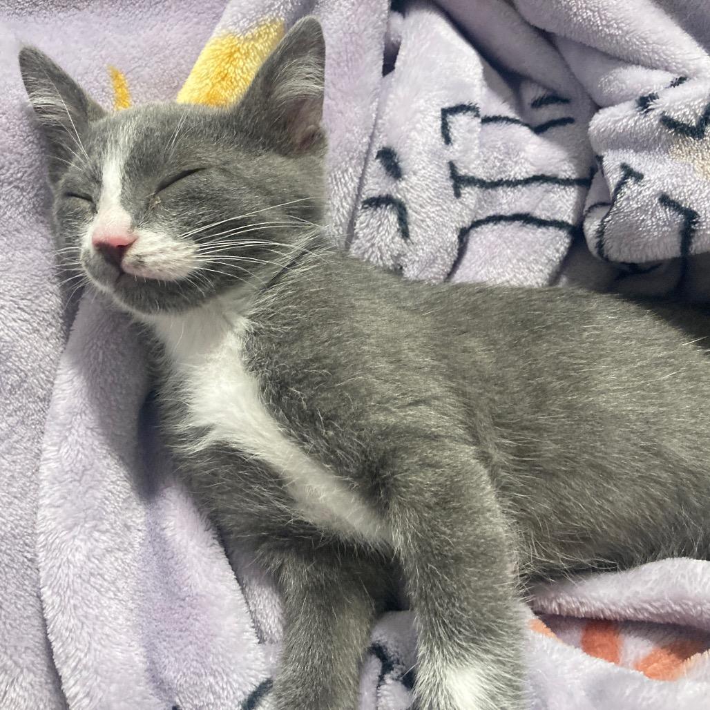 Enlarge Mercedes, a Adopted Domestic Short Hair in Fresno, CA image 6/6