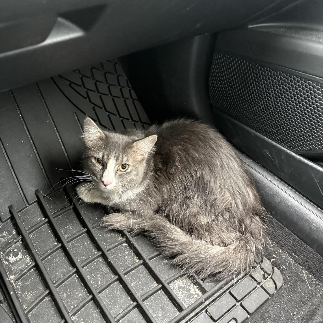 Gandalf — thumbnail 2