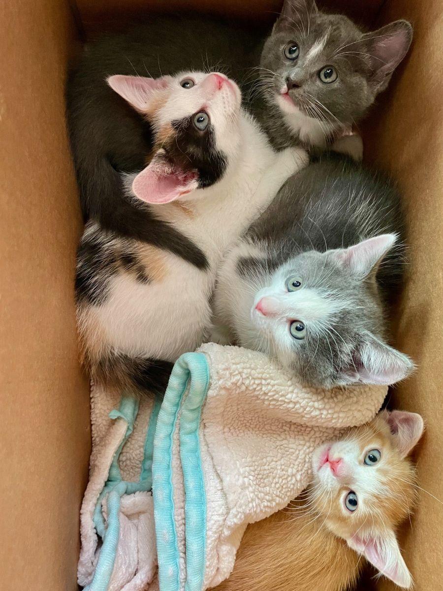 Enlarge Cadbury, a Adopted Domestic Short Hair in Midway City, CA image 2/2