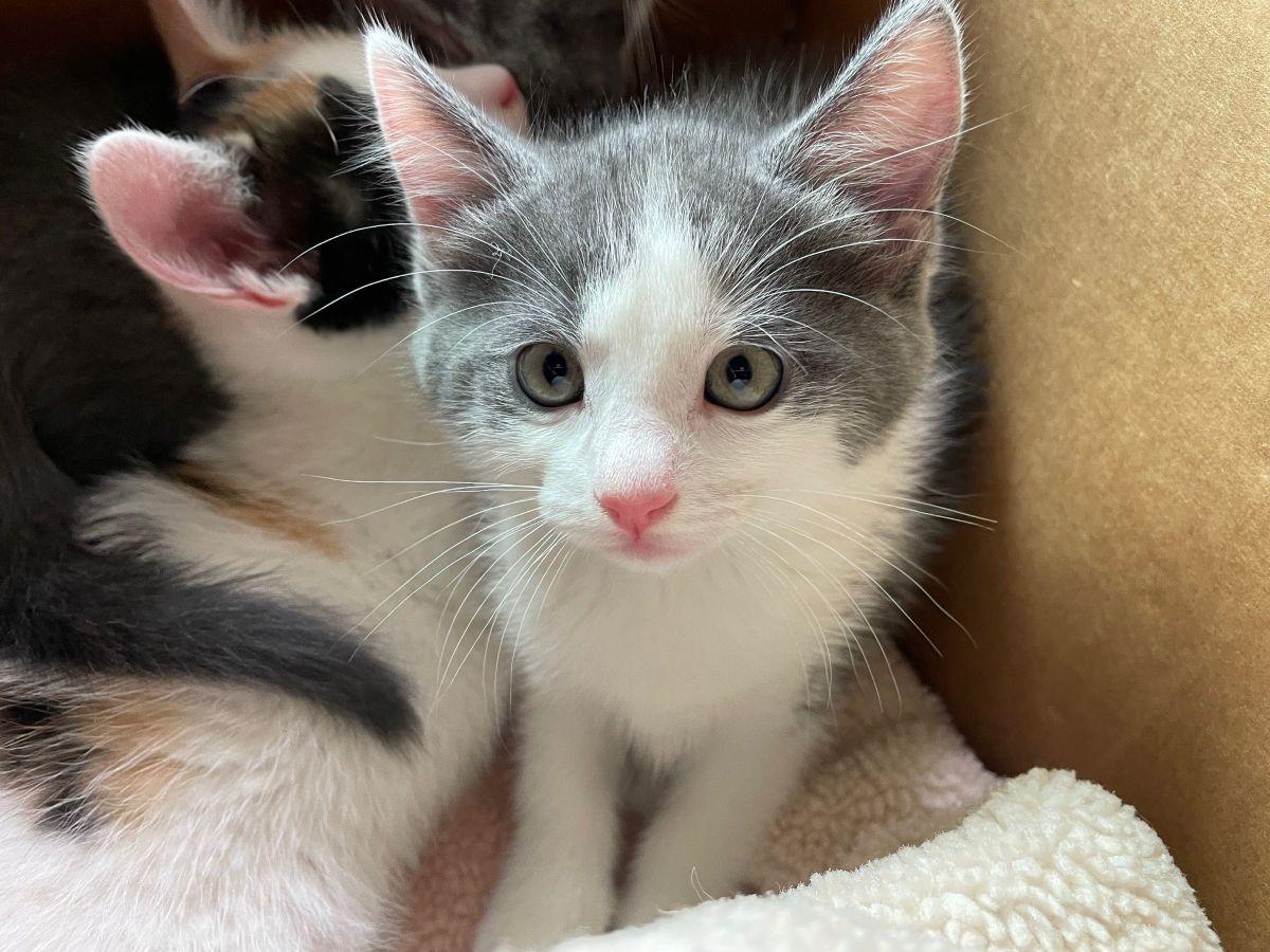Cadbury, Adopted, Kitten Female Domestic Short Hair.
