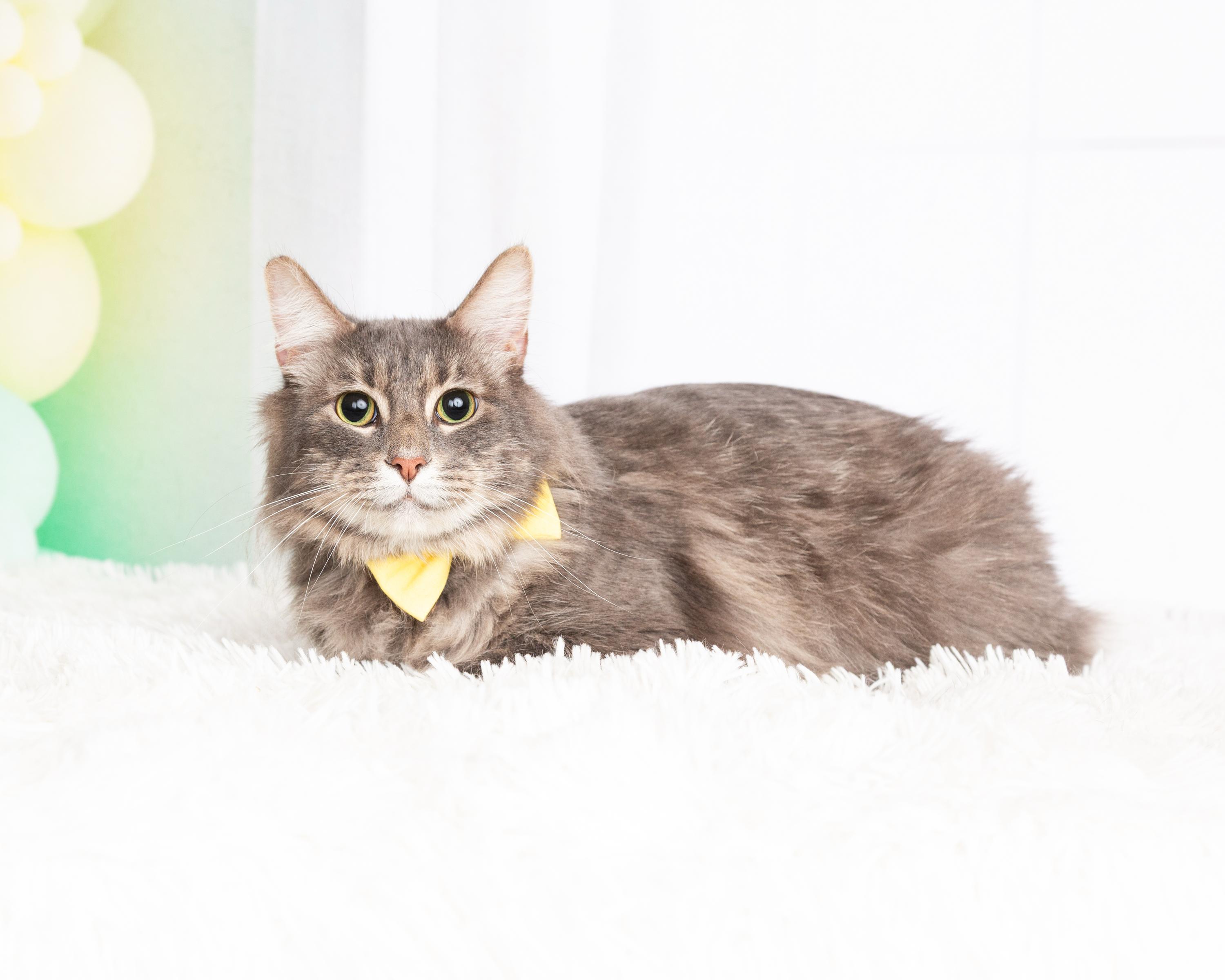 Enlarge Bobby, a Adoptable Domestic Long Hair in Denton, TX image 2/6