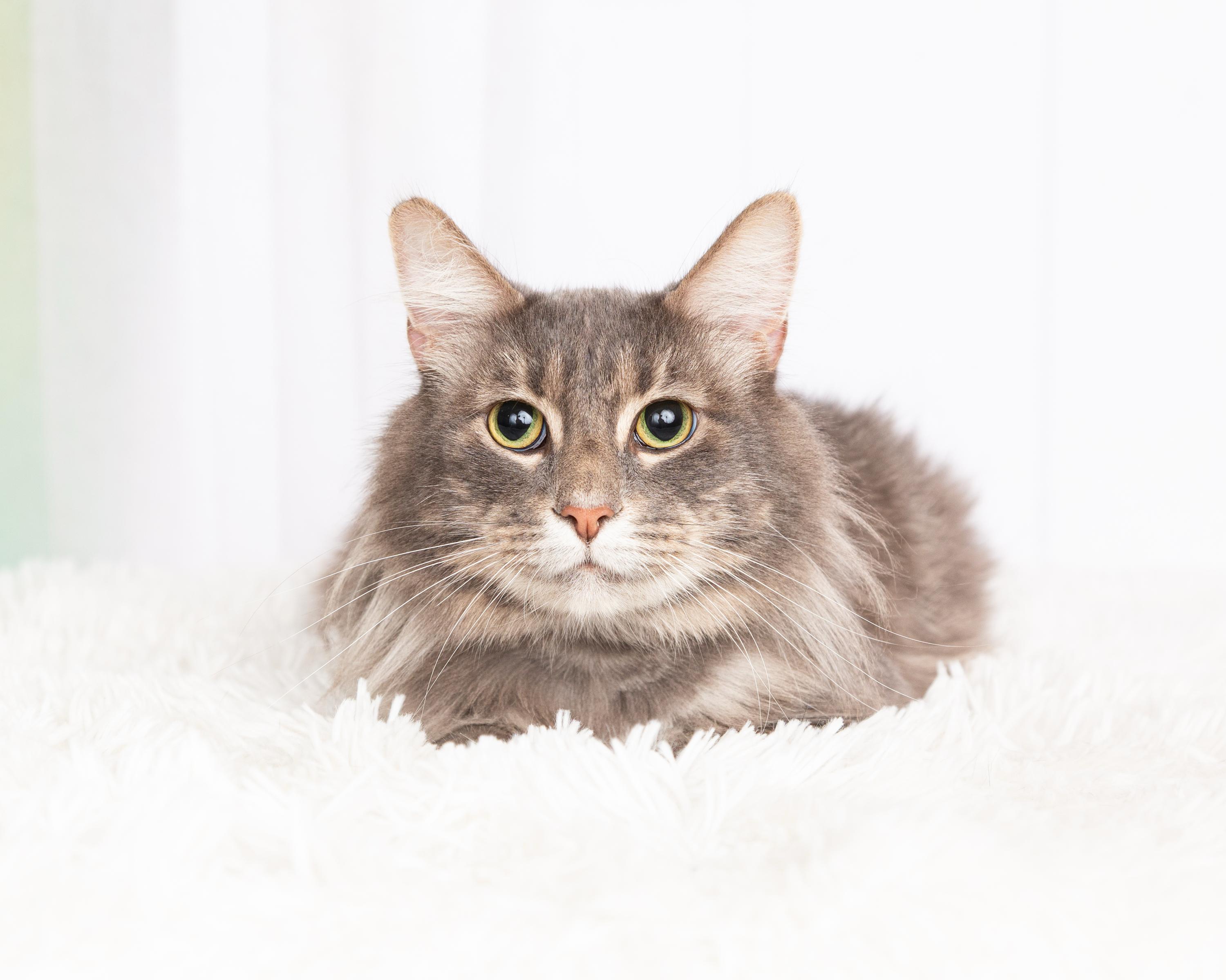 Enlarge Bobby, a Adoptable Domestic Long Hair in Denton, TX image 1/6