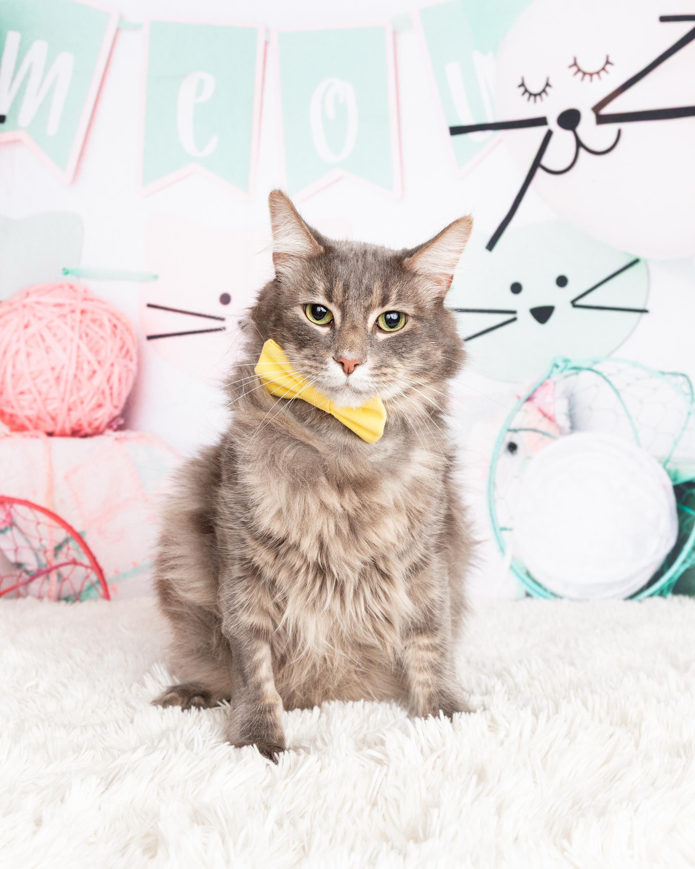 Enlarge Bobby, a Adoptable Domestic Long Hair in Denton, TX image 4/6