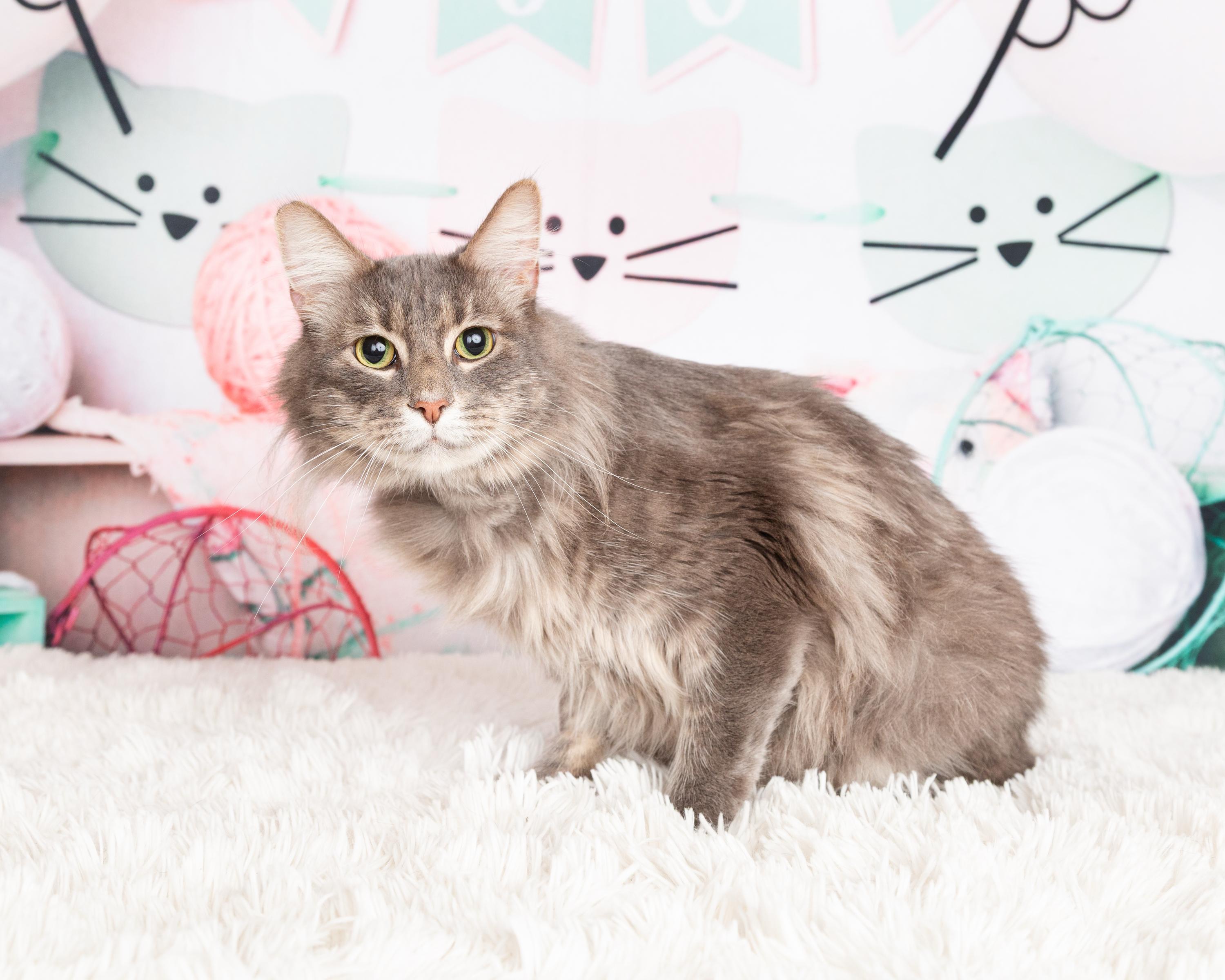 Enlarge Bobby, a Adoptable Domestic Long Hair in Denton, TX image 6/6