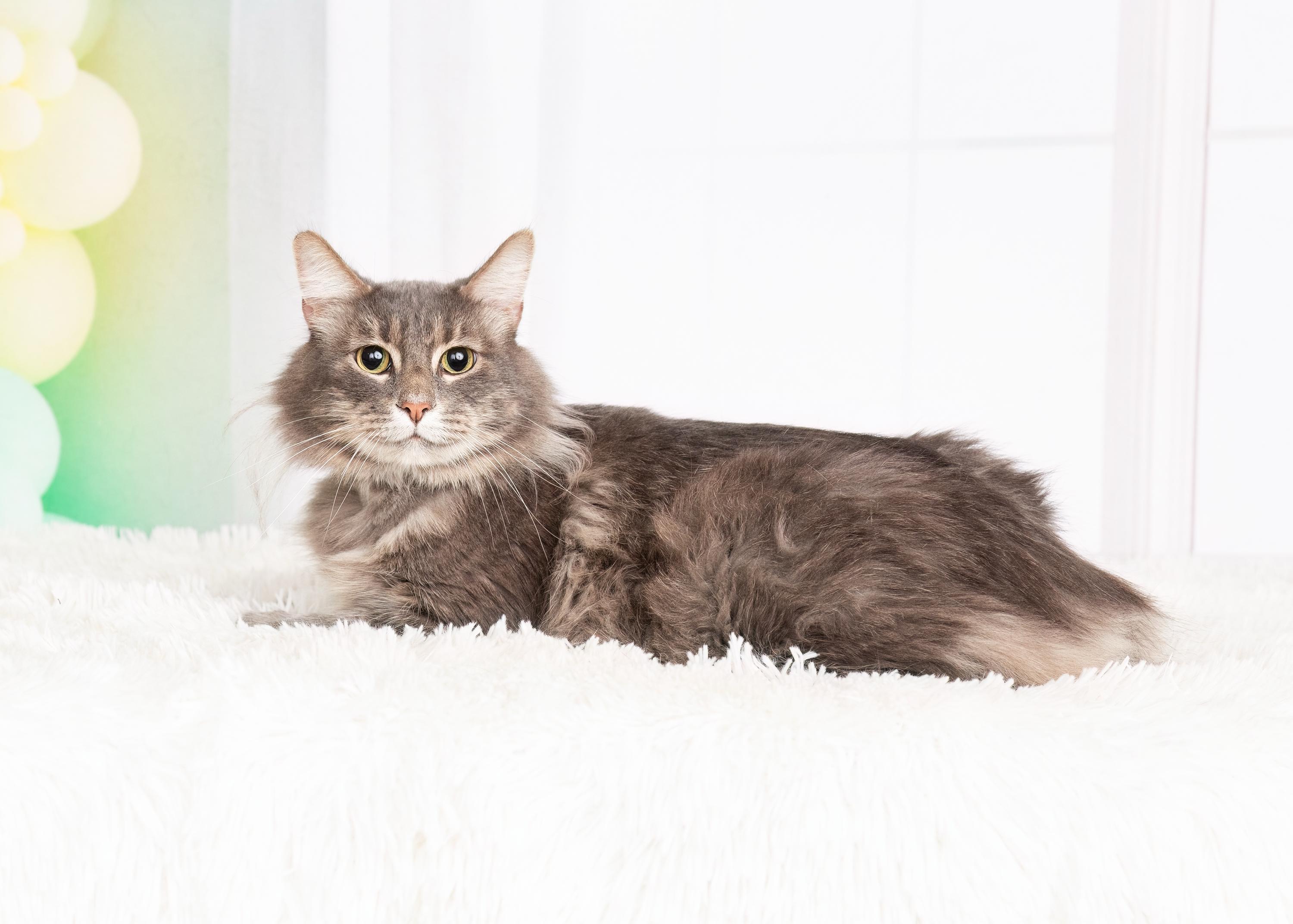 Enlarge Bobby, a Adoptable Domestic Long Hair in Denton, TX image 5/6
