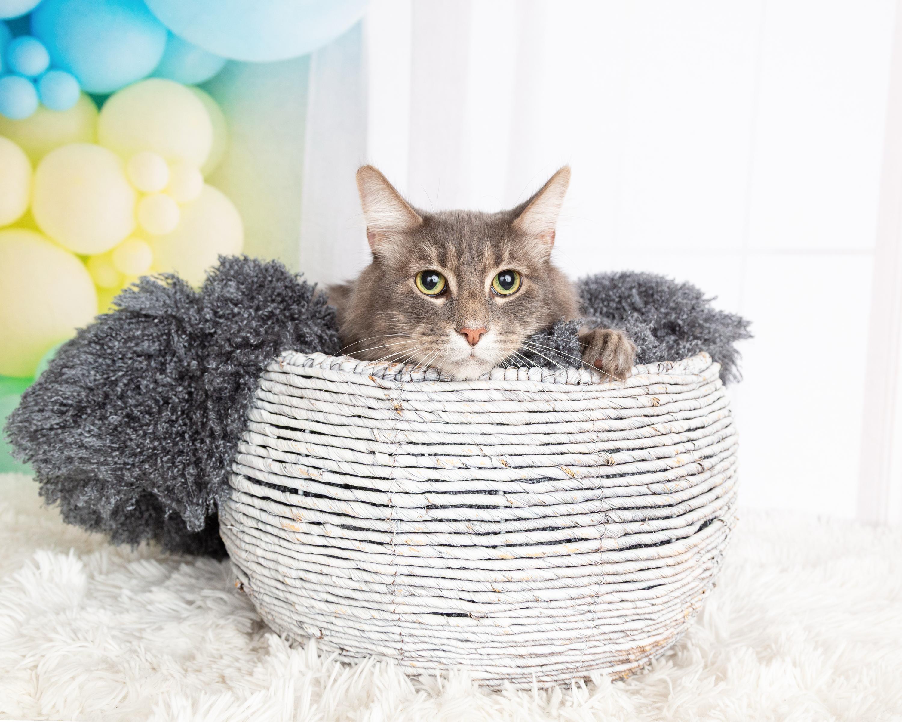 Enlarge Bobby, a Adoptable Domestic Long Hair in Denton, TX image 3/6