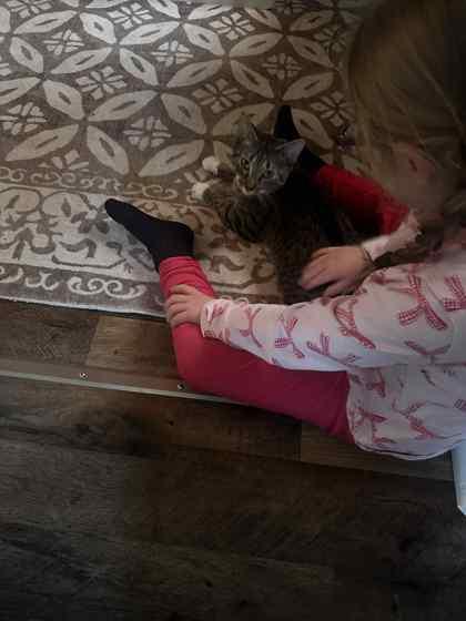 Regina, Adoptable, Adult Female Domestic Short Hair & Domestic Short Hair.