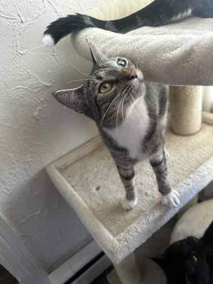 Enlarge Regina, a Adoptable Domestic Short Hair in Berwick, PA image 1/3