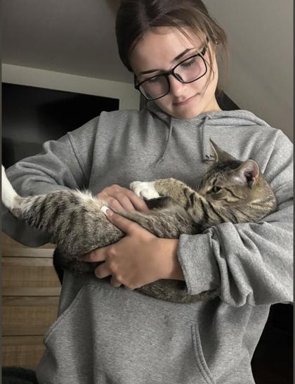 Regina, Adoptable, Adult Female Domestic Short Hair & Domestic Short Hair.