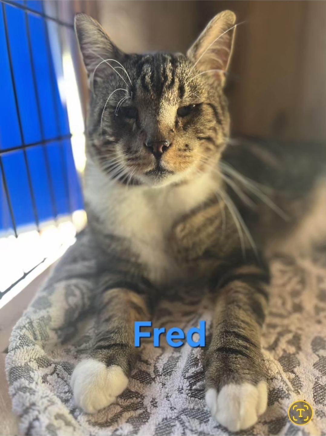 Enlarge Fred, a Adoptable Domestic Short Hair in Flushing, NY image 1/2