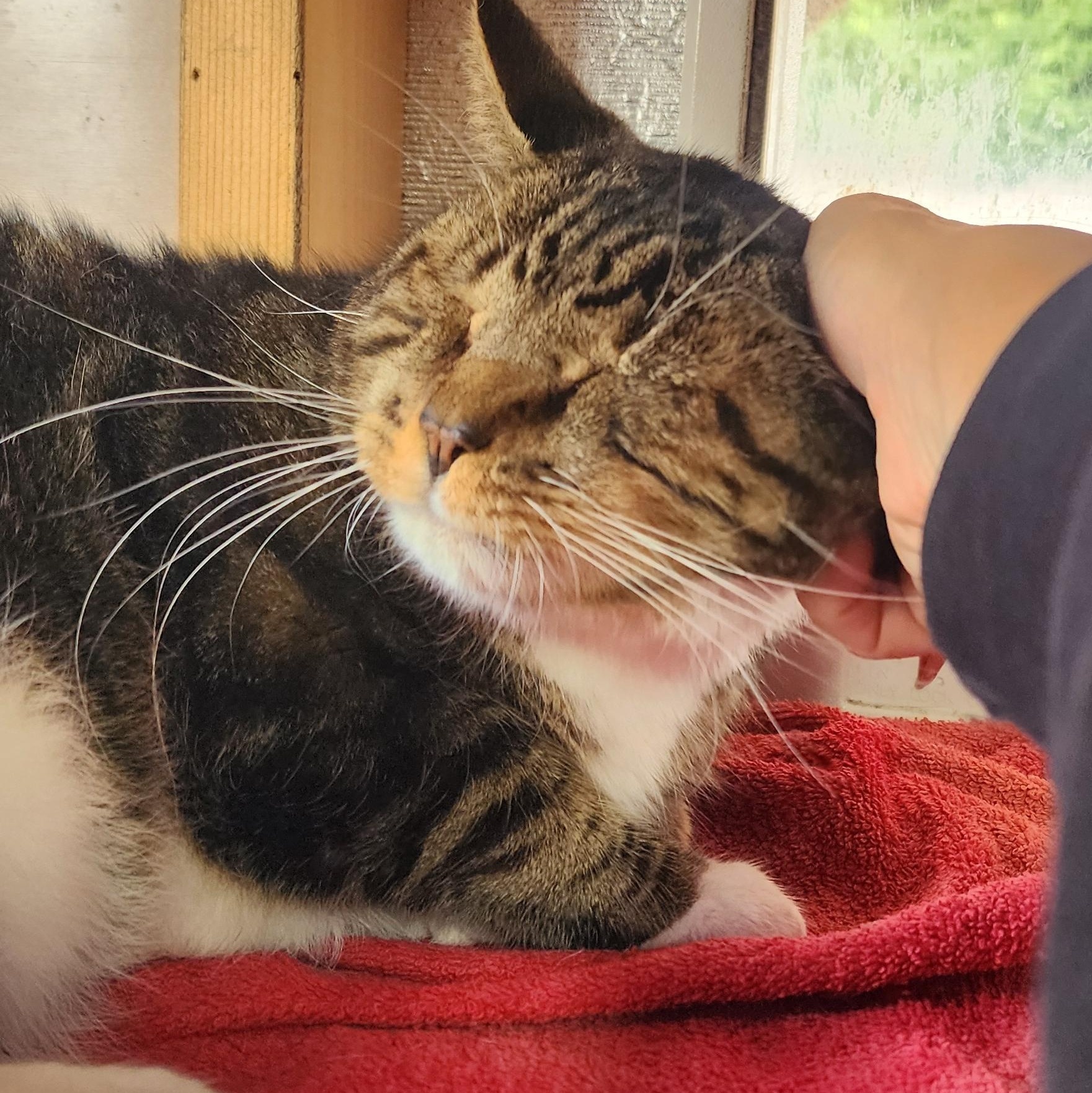 Enlarge Fred, a Adoptable Domestic Short Hair in Flushing, NY image 4/4