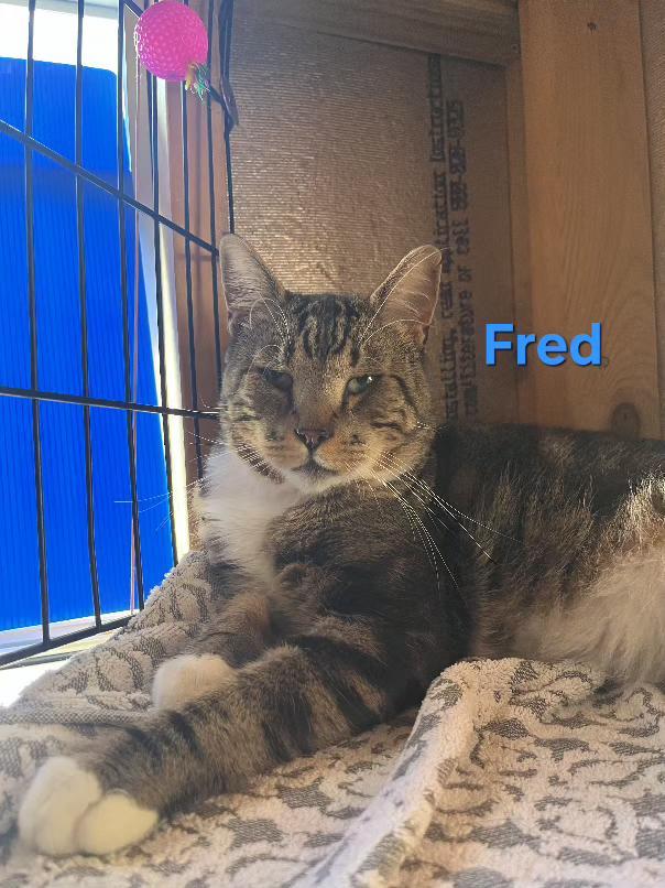 Enlarge Fred, a Adoptable Domestic Short Hair in Flushing, NY image 2/2