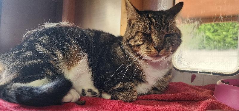 Enlarge Fred, a Adoptable Domestic Short Hair in Flushing, NY image 3/4