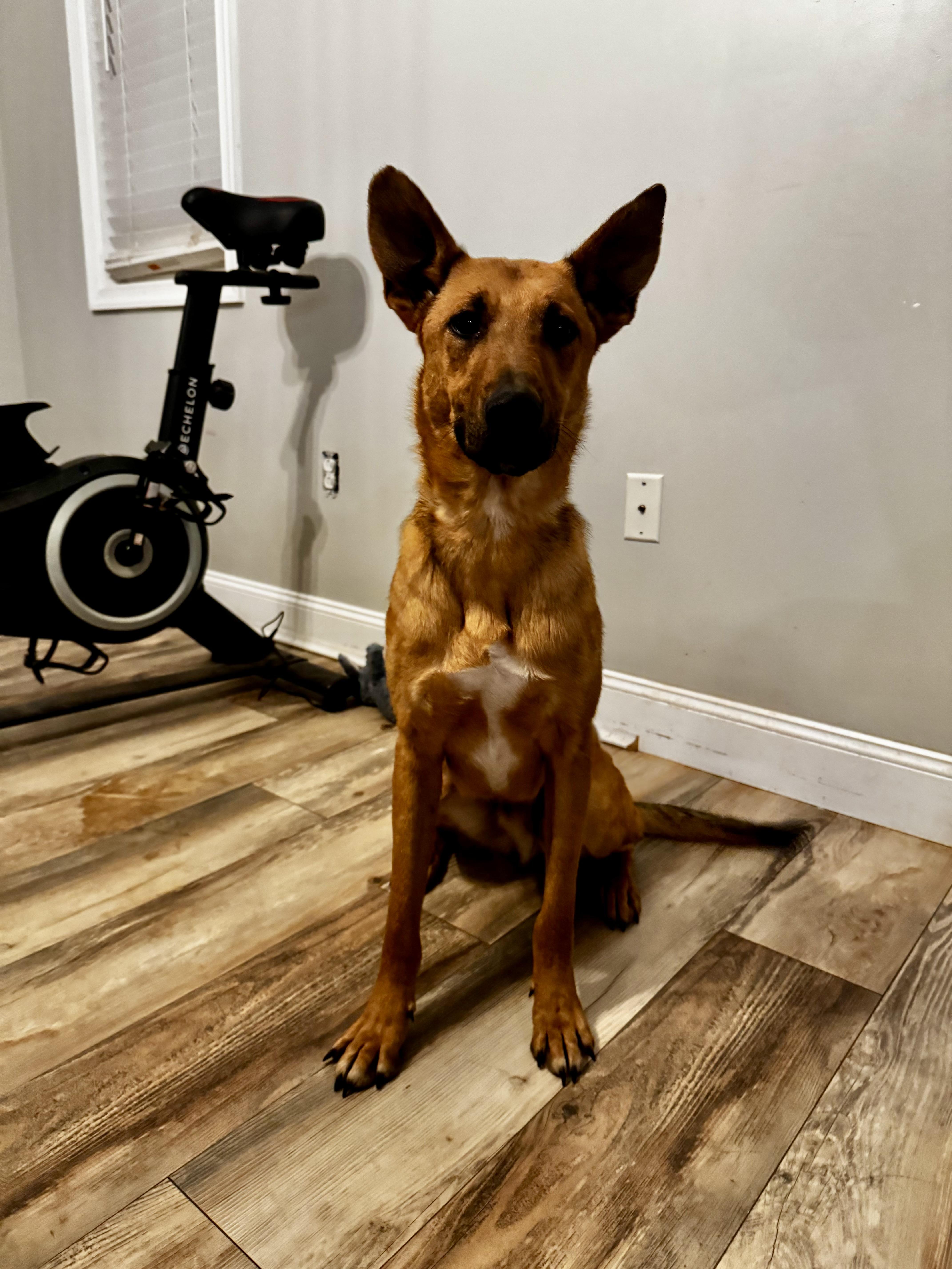 Enlarge Loki, a ADOPTABLE mixed breed in York, PA image 1/3