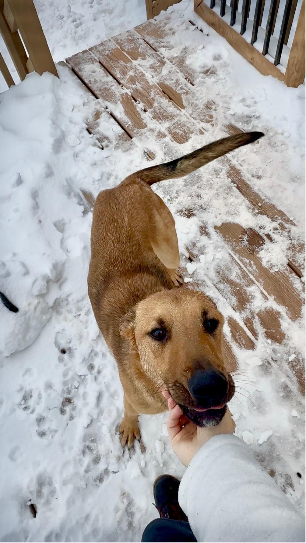 Enlarge Loki, a ADOPTABLE mixed breed in York, PA image 2/3